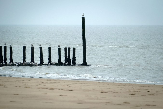 Das Standardbild mit Möwen an unserem Strandabschnitt