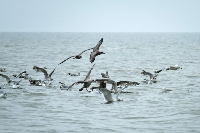 Es kommt Bewegung in die Möwengruppe