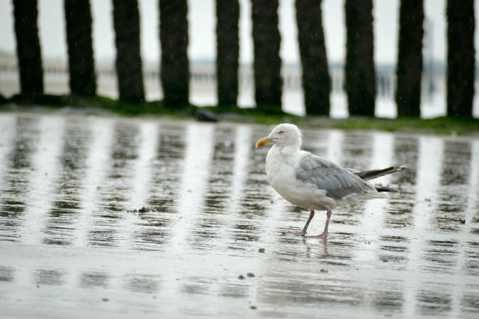 Auch im Regen lassen sich die Möwen nicht aus der Ruhe bringen