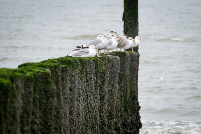 Ein Motiv, drei Perspektiven: Die Möwengruppe von rechts