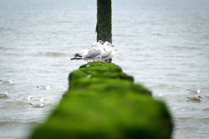 Ein Motiv, drei Perspektiven: Die Möwengruppe von vorne