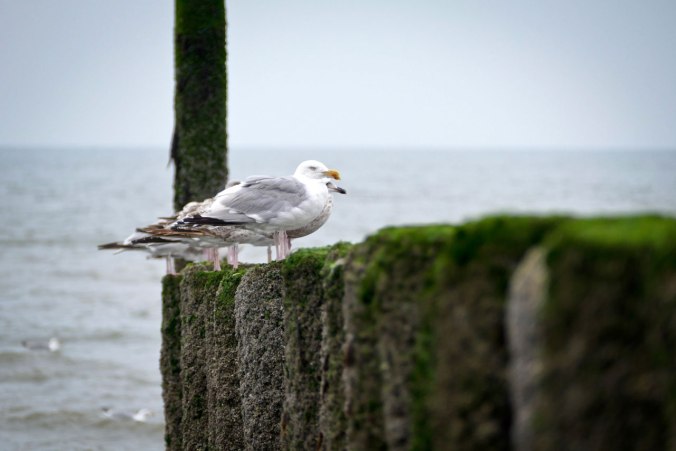 Ein Motiv, drei Perspektiven: Die Möwengruppe von links