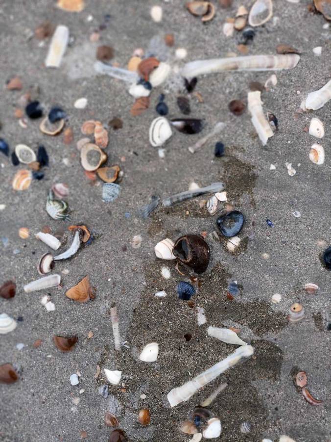 Muscheln gab es natürlich in rauen Mengen