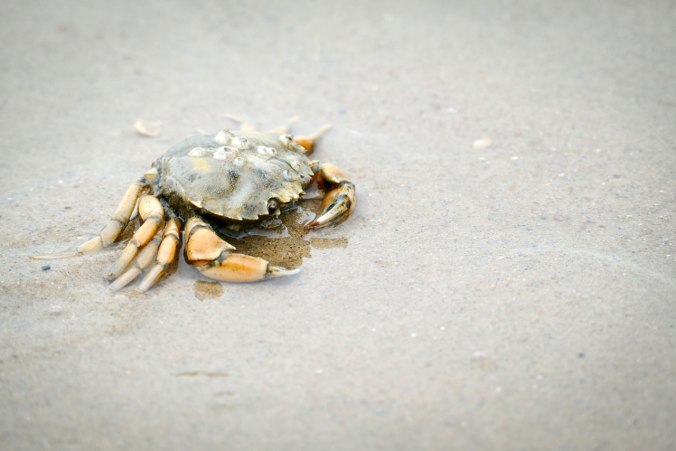 Ein (leider nur) toter Krebs