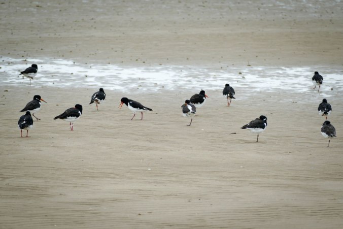 Austernfischer bei Ebbe auf der Suche nach etwas Essbarem
