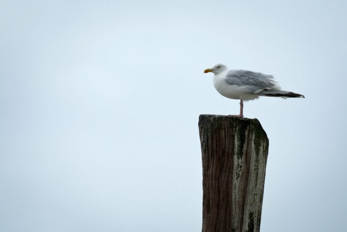 Diese Möwe hat sich den höchsten Platz erkämpft