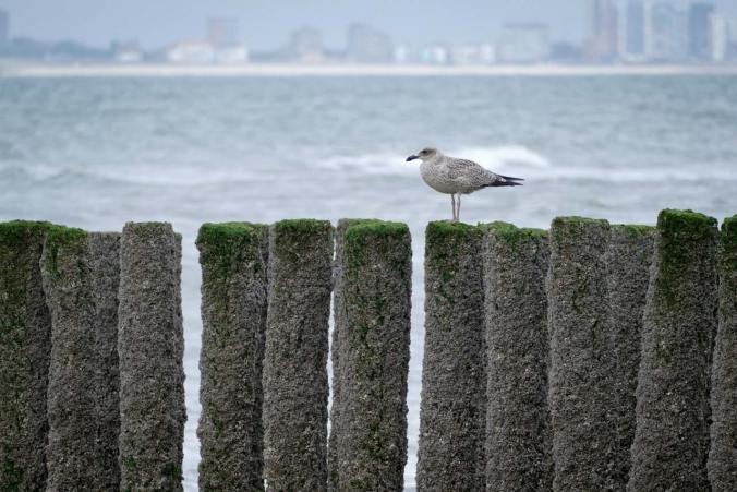 Eine einsame Jungmöwe