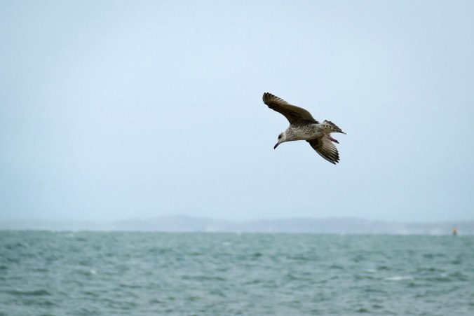 Flugversuche einer Jungmöwe im Wind
