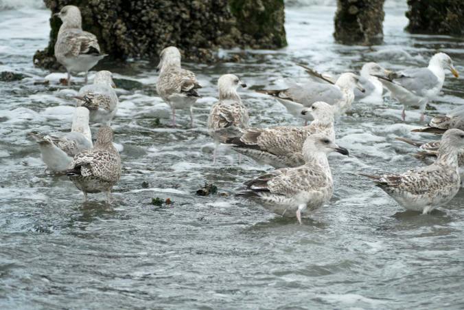 Eine Ansammlung an Jungmöwen