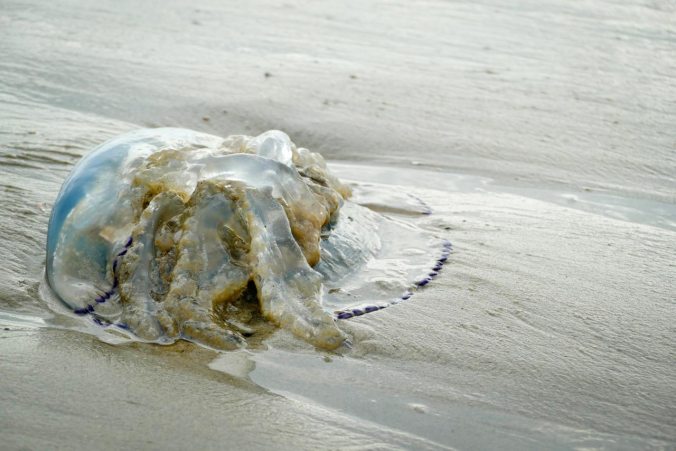 Ein fußballgroße, angeschwemmte Qualle