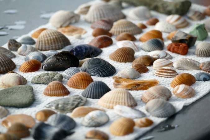 Die Ausbeute unserer Muscheljagd