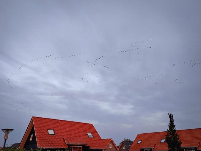 Morgens und Abends ist ein riesiger Gänseschwarm über uns hinweggezogen