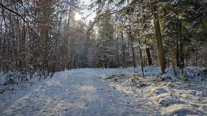 Reiner Genusslauf heute durch den verschneiten Wald