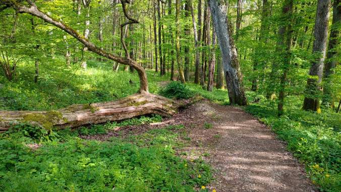 Viel zu voller Kopf. Nach dem Laufen wieder 2,3% Kapazität.