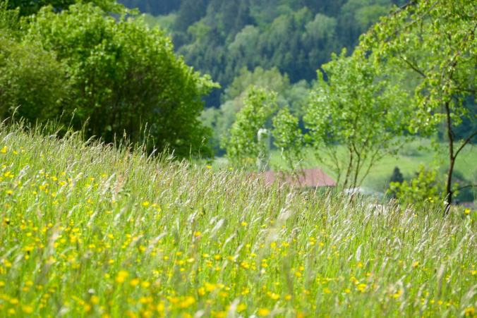 Unsere Wanderung führte über saftige, grüne Wiesen
