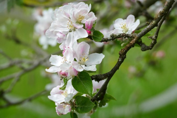Auch hier kamen wir wieder durch ein Blütenmeer