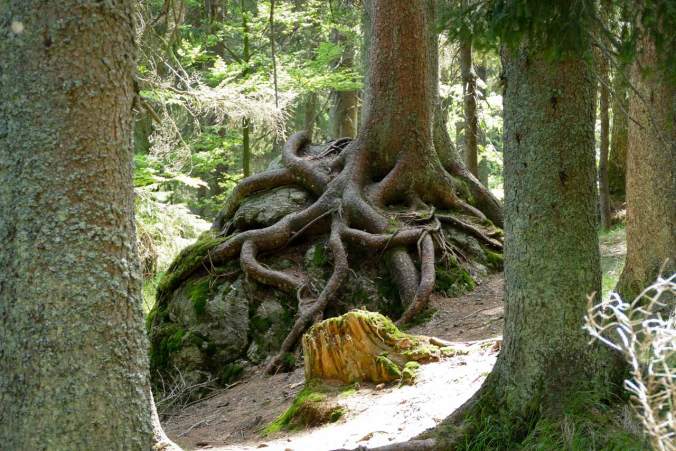 Interessante Wurzelgebilde ließen sich am Wegrand entdecken