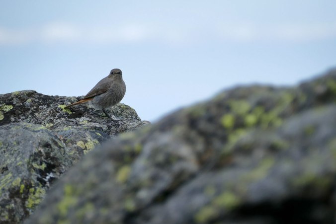 Ein Gartenrotschwänzchen hat sich nach ganz oben verirrt