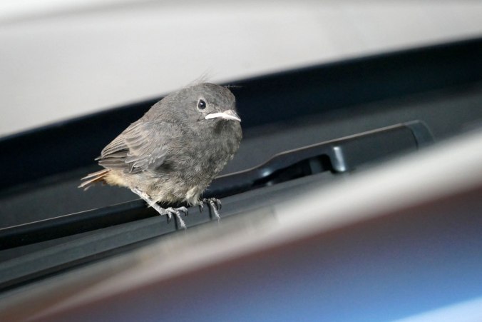 Unsere Gartenrotschwänzchen sind flügge geworden