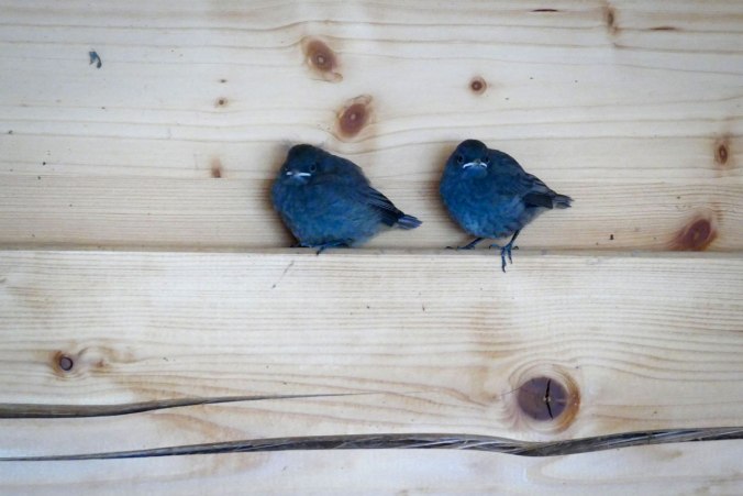 Die verbliebenen zwei Gartenrotschwänzchen am nächsten Morgen