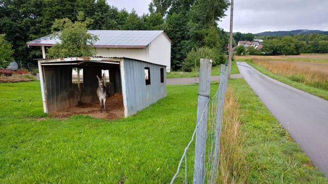 Bei dem Wetter jagt man nichtmal Esel vor die Tür