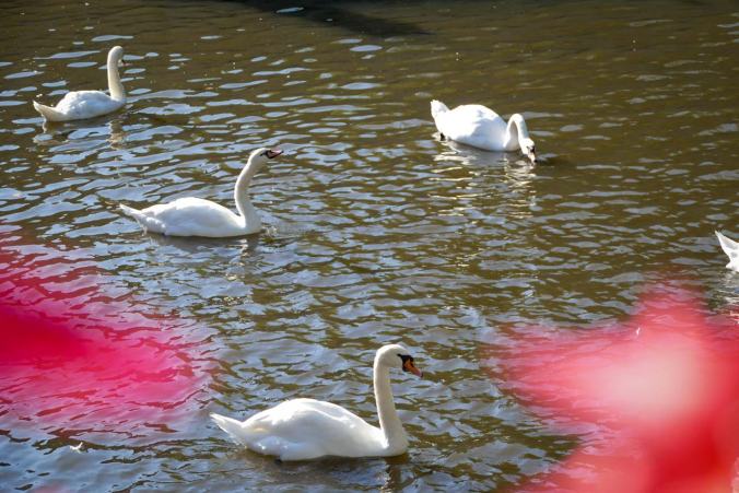 Schwäne gehören in Brügge zum Stadtbild