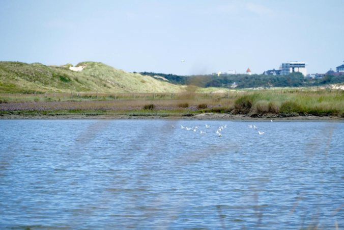 Möwen tummeln sich an jeder Ecke