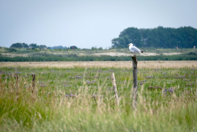 Eine Möwe auf ihrem Aussichtspunkt
