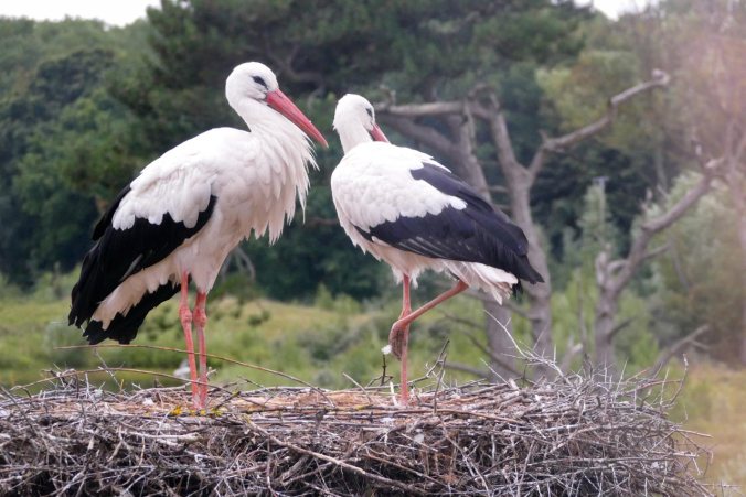 Ein Storchenpaar aus nächster Nähe