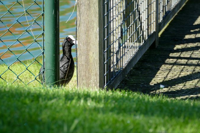 Das Blässhuhn ist noch skeptisch