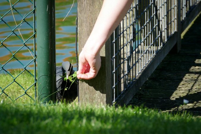 Das Blässhuhn wird mutiger