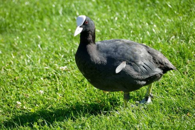 Schwupps, da war es auch schon in unserem Garten