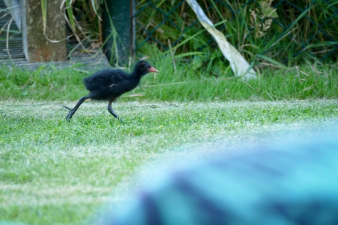 Ein junger Wasservogel rennt durch unseren Garten