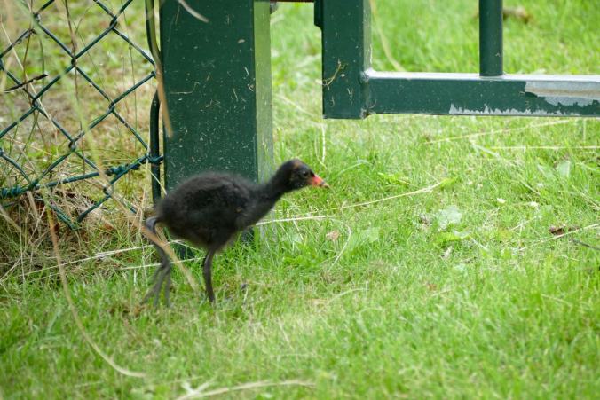 Husch, schnell noch unter dem Zaun hindurch