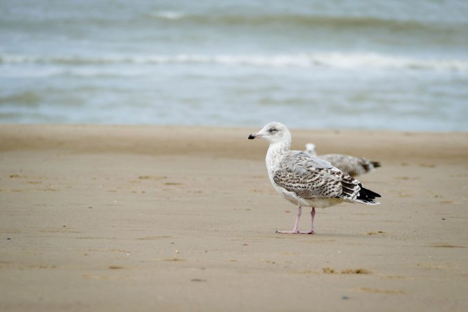 Außer uns waren nur ein paar Möwen am Strand