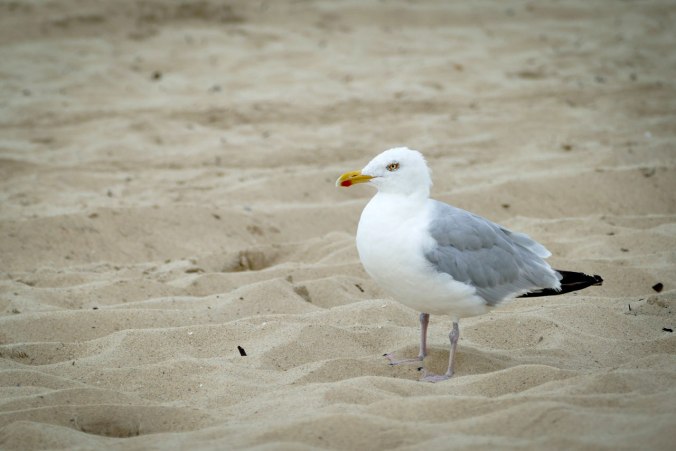 Auch hier wurden wir wieder von Möwen beobachtet