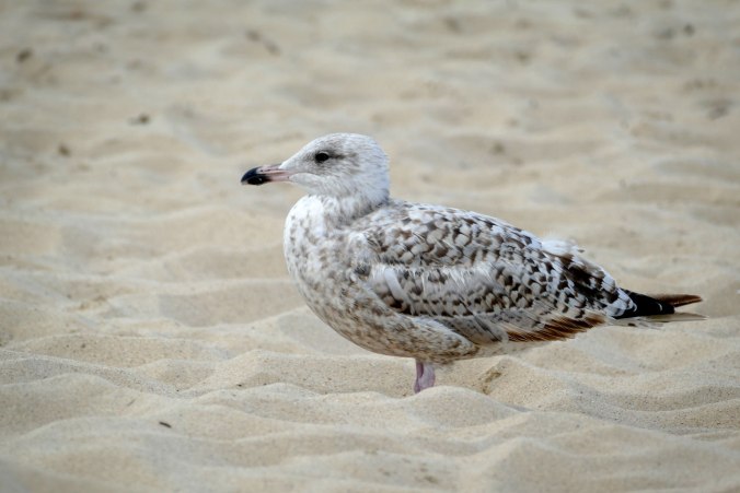 Möwen waren unsere ständige Begleitung