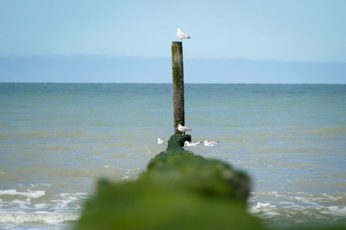 Endlich das obligatorische "Möwe auf Pfahl"-Bild