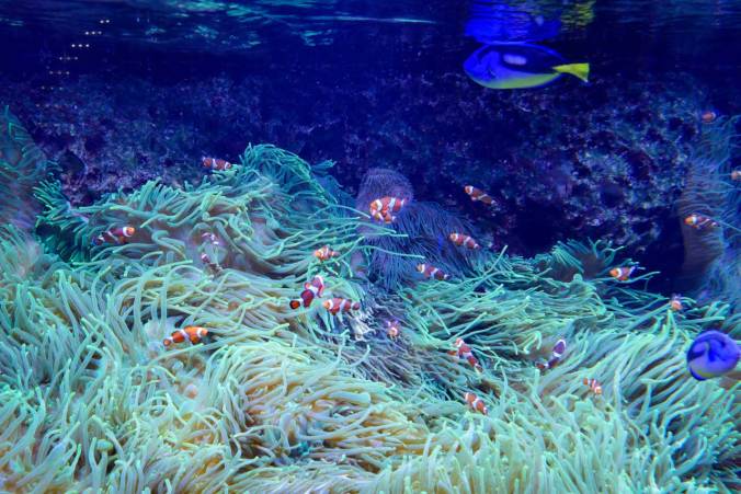 Die Clownfische wecken filmische Assoziationen