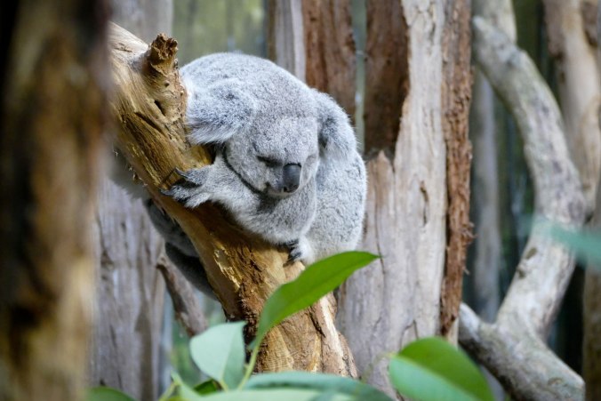Ein träger Koala in seinem Gehege