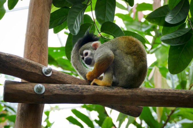 Neugierige Totenkopfäffchen