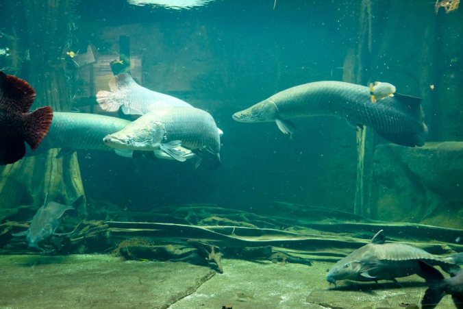 Beeindruckend große Arapaimas