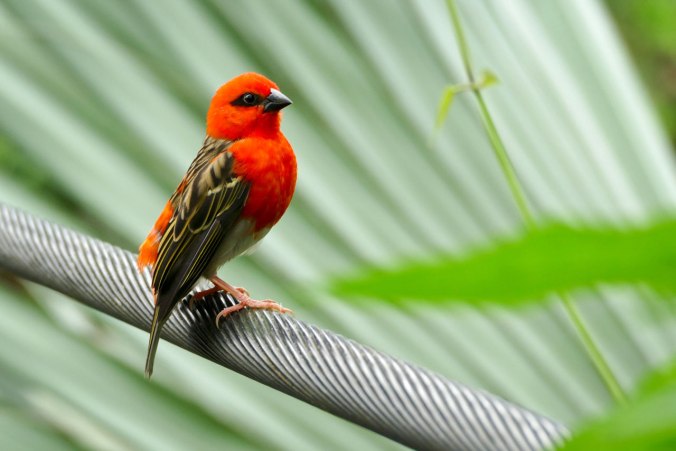 Ein auffälliger Madagaskarweber