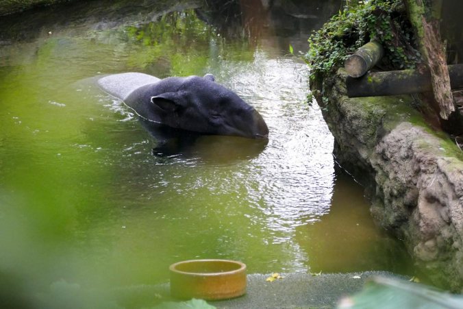 Ein badendes Schabrackentapir
