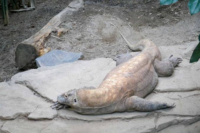 Ein Komodowaran ruht sich aus