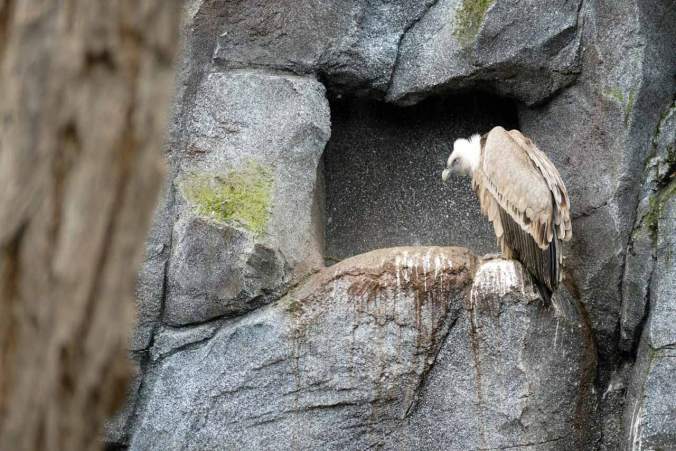 Ein imposanter Geier in seiner Voliere