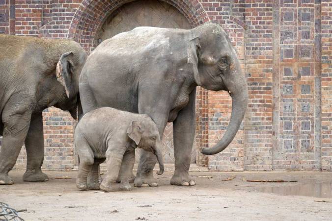 Ein junger Elefant mit erwachsenen Tieren