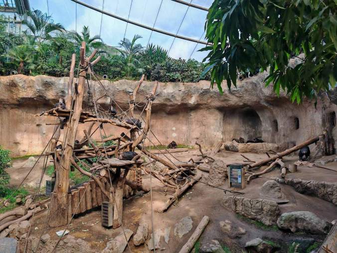 Das Innengehege der Schimpansen