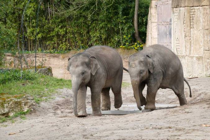 Zwei herumtollende Jungtiere