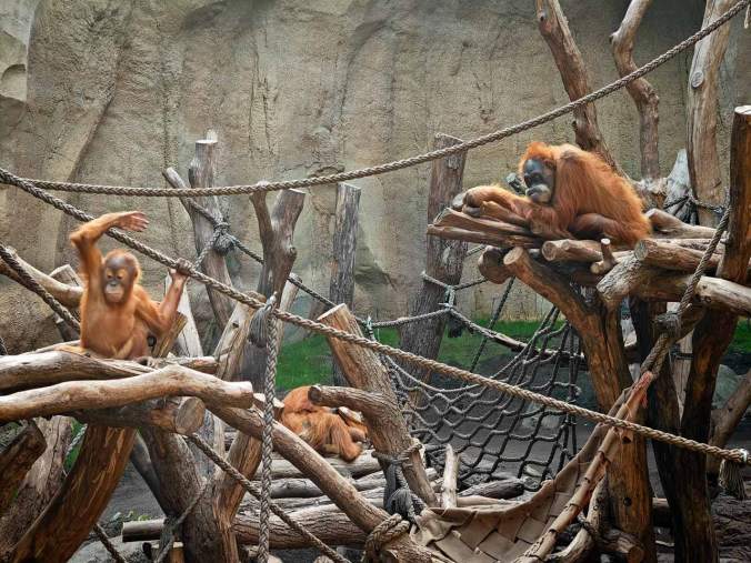 Das Innengehege der Orang-Utans